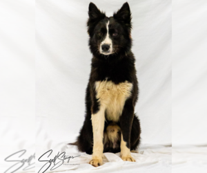 Collie-Unknown Mix Dogs for adoption in Brooklyn Center, MN, USA