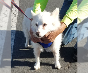 American Eskimo Dog Dogs for adoption in Ventura, CA, USA