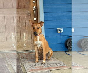 Labrador Retriever-Unknown Mix Dogs for adoption in The Woodlands, TX, USA