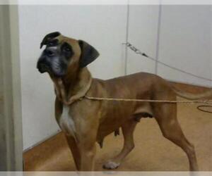 Boxer Dogs for adoption in Sacramento, CA, USA