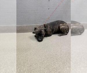 American Pit Bull Terrier-Unknown Mix Dogs for adoption in Las Vegas, NV, USA