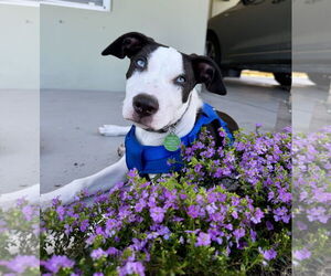 Huskies -Unknown Mix Dogs for adoption in Royal Palm Beach, FL, USA