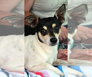 Rat Terrier-Unknown Mix Dogs for adoption in Missouri City, TX, USA