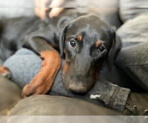 Doberman Pinscher Dogs for adoption in Sandy, UT, USA