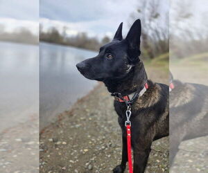 Mutt Dogs for adoption in Imlay City, MI, USA