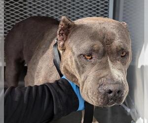 American Pit Bull Terrier Dogs for adoption in Bakersfield, CA, USA