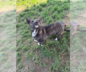 Chihuahua Dogs for adoption in Bakersfield, CA, USA