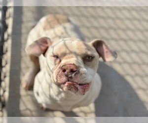 Mutt Dogs for adoption in Tulsa, OK, USA