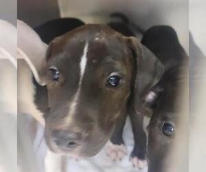 Mutt Dogs for adoption in Oklahoma City, OK, USA