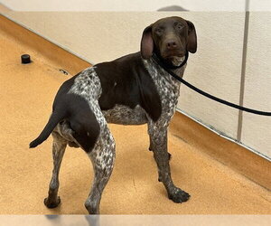 German Shorthaired Pointer Dogs for adoption in Martinez, CA, USA