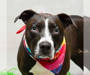 Boxer-Unknown Mix Dogs for adoption in Sanford, FL, USA