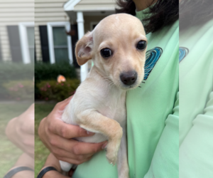 Chihuahua-Unknown Mix Dogs for adoption in Holly Springs, NC, USA