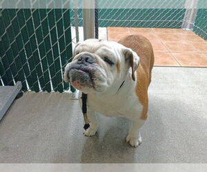 Bulldog Dogs for adoption in Downey, CA, USA