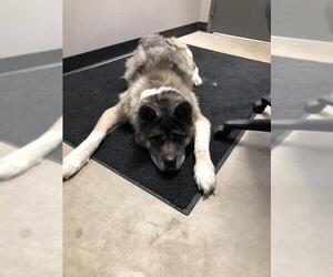 Akita Dogs for adoption in Pierceton , IN, USA