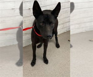 American Pit Bull Terrier-Unknown Mix Dogs for adoption in San Bernardino, CA, USA