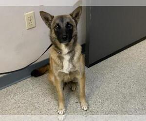 Mutt Dogs for adoption in Visalia, CA, USA