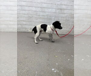 Beagle-Unknown Mix Dogs for adoption in San Bernardino, CA, USA