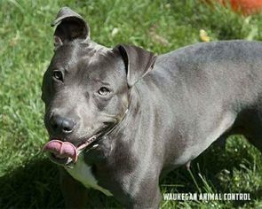 American Pit Bull Terrier Dogs for adoption in Pequot Lakes, MN, USA