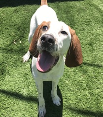 English Coonhound Dogs for adoption in Holden, MO, USA