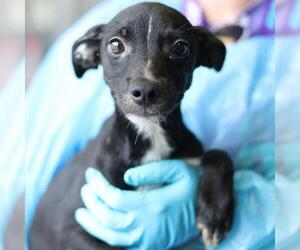 Mutt Dogs for adoption in San Antonio, TX, USA