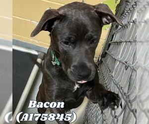 American Pit Bull Terrier-Unknown Mix Dogs for adoption in Tulsa, OK, USA