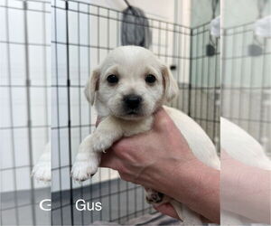 Maltese-Unknown Mix Dogs for adoption in Bellevue, WA, USA