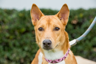 Basenji Dogs for adoption in El Cajon, CA, USA