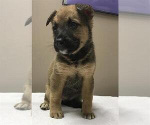 German Shepherd Dog-Unknown Mix Dogs for adoption in Conroe, TX, USA