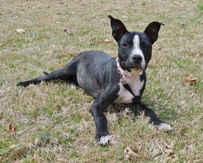 Medium Photo #1 American Pit Bull Terrier-Unknown Mix Puppy For Sale in Helena, AL, USA