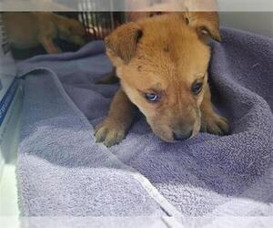 Labrador Retriever-Unknown Mix Dogs for adoption in Houston, TX, USA