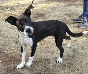 Labrador Retriever-Unknown Mix Dogs for adoption in Wetumpka, AL, USA