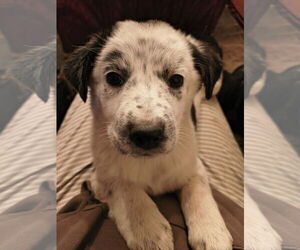 Mutt Dogs for adoption in Garden City, NY, USA