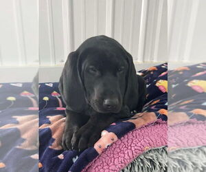 Labrador Retriever-Unknown Mix Dogs for adoption in Osgood, IN, USA