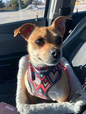 Chug Dogs for adoption in aurora, IL, USA
