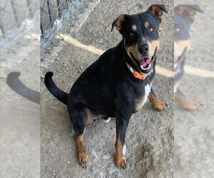 Rottweiler Dogs for adoption in Riverside, CA, USA