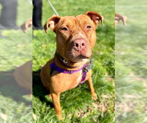 American Staffordshire Terrier Dogs for adoption in Lawrenceville, NJ, USA