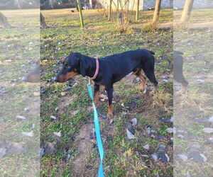 Doberman Pinscher Dogs for adoption in Buffalo, MN, USA