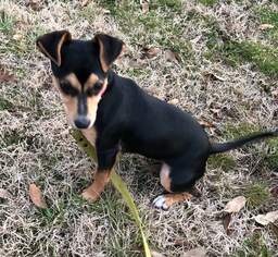Chiweenie Dogs for adoption in Sparta, IL, USA