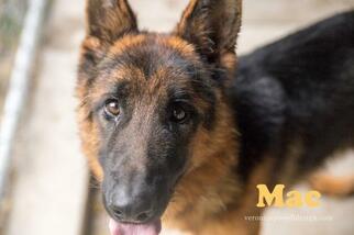 German Shepherd Dog Dogs for adoption in Kendallville, IN, USA