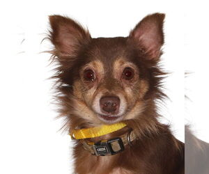 Chihuahua Dogs for adoption in Oakland Park, FL, USA