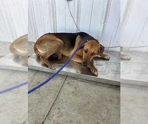 Doberman Pinscher-Unknown Mix Dogs for adoption in Bakersfield, CA, USA