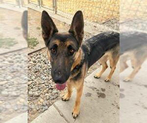 German Shepherd Dog Dogs for adoption in Sacramento, CA, USA