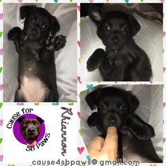 Medium Photo #1 Chiweenie Puppy For Sale in San Bernardino , CA, USA