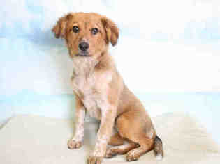 Golden Retriever Dogs for adoption in Modesto, CA, USA