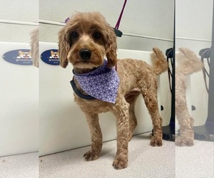 Cavapoo Dogs for adoption in Sioux Falls, SD, USA