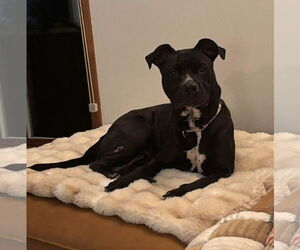 Mutt Dogs for adoption in New London, WI, USA