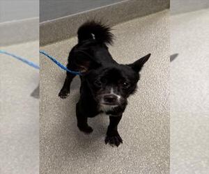 Chihuahua-Unknown Mix Dogs for adoption in Las Vegas, NV, USA