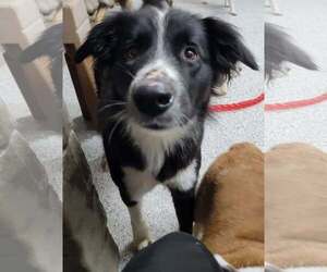 Border Collie Dogs for adoption in Highland, IL, USA