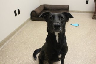 Mutt Dogs for adoption in Holland, MI, USA