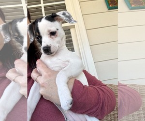 Jack Chi Dogs for adoption in Holly Springs, NC, USA